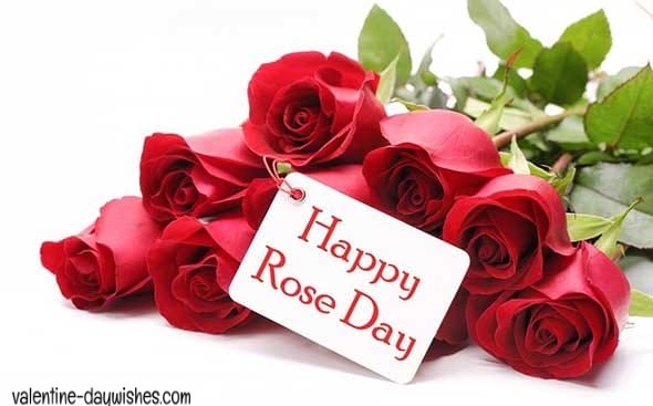 Rose day Images 2020 Rose day Images 2020
