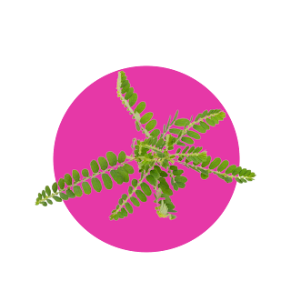 Gambar : Daun Meniran - Bahan Generos Gold Gambar : Daun Meniran - Bahan Generos Gold