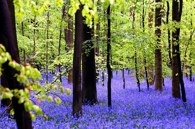 LỜI KHUYÊN TẶNG BẠN Hallerbos-Forest