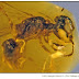 Descoberta abelha primitiva em transição evolutiva preservada em âmbar