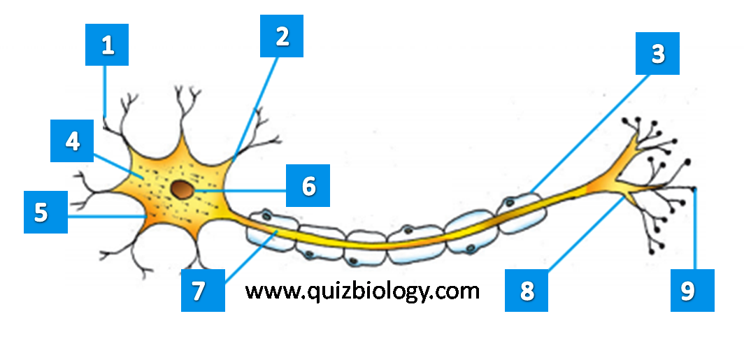 Parts of a Neuron Quiz