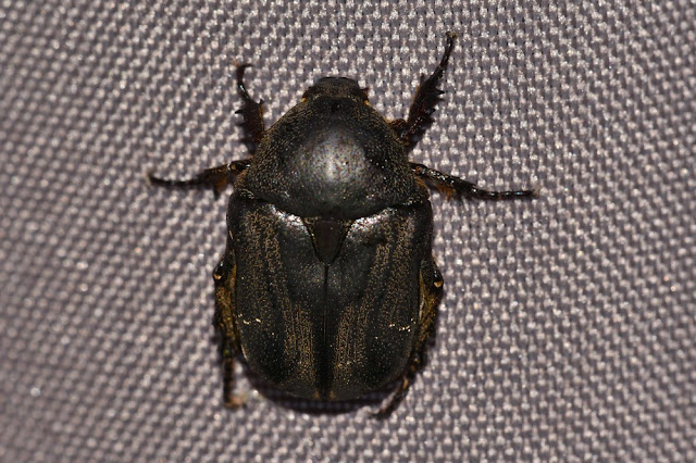 Protaetia oblonga Protaetia oblonga