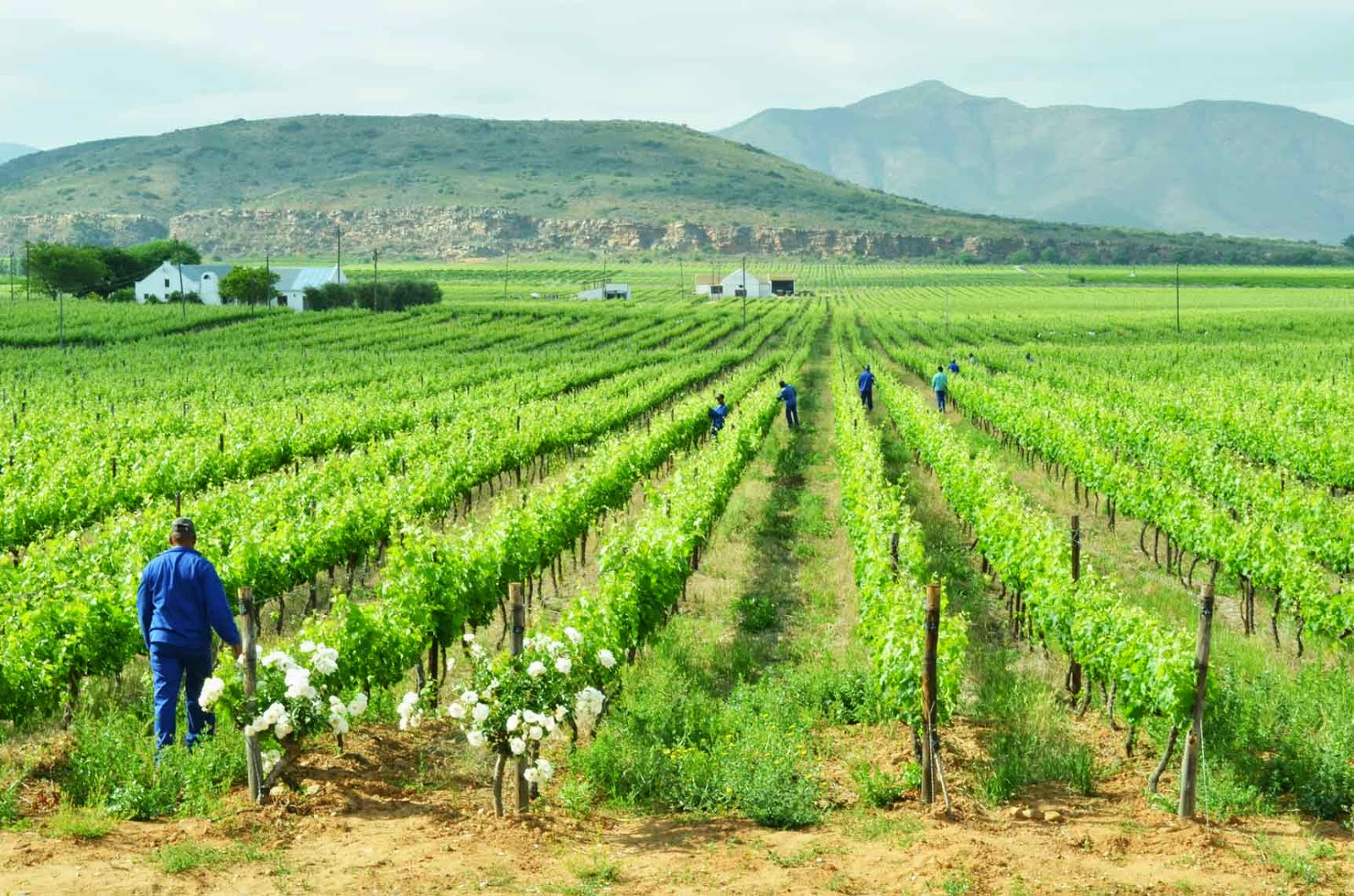 . Excelsior Wine Estate, Robertson