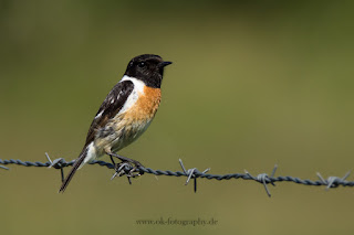 Naturfotografie Wildlifefotografie Lippeaue Schwarzkehlchen