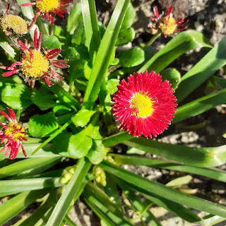 Bright pink daisy flower