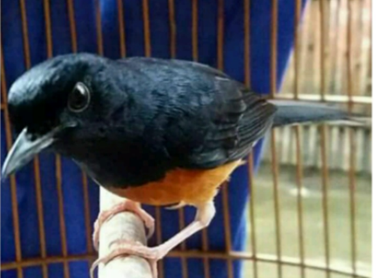 Tips Mengatasi Murai Batu Mangap Buka Paruh Dan Diam Ketika Digantang Youtube