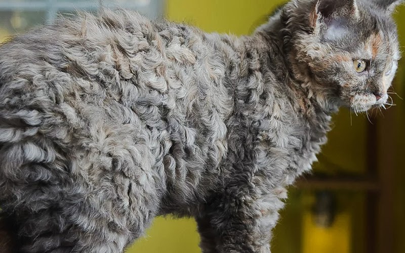 Cat Chit Chat Do Selkirk Rex cats shed a lot?
