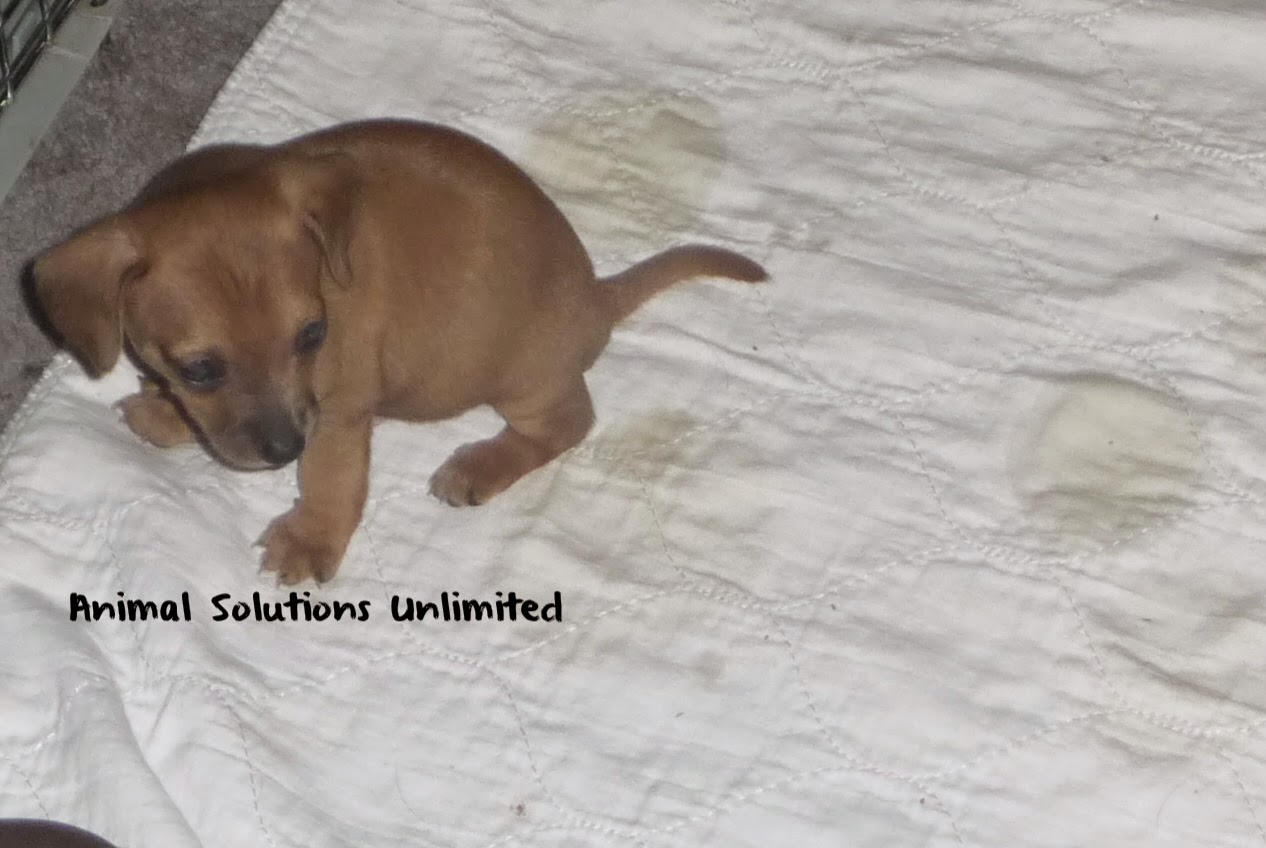 Animal Solutions Unlimited Having Trouble HouseBreaking your dog?