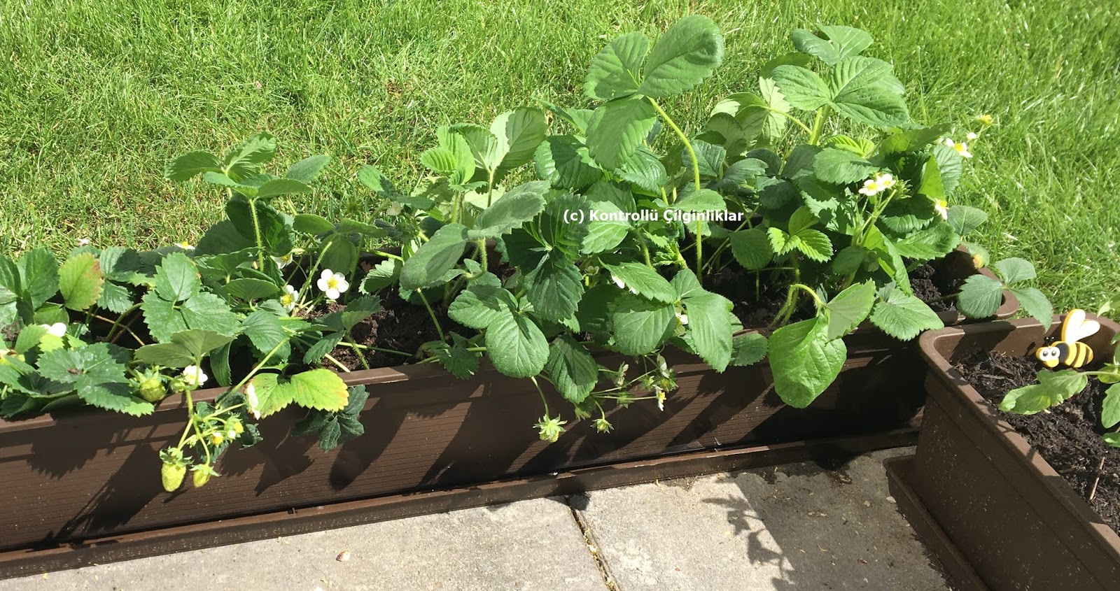 KONTROLLÜ ÇILGINLIKLAR: Tehlikeli düşünceler