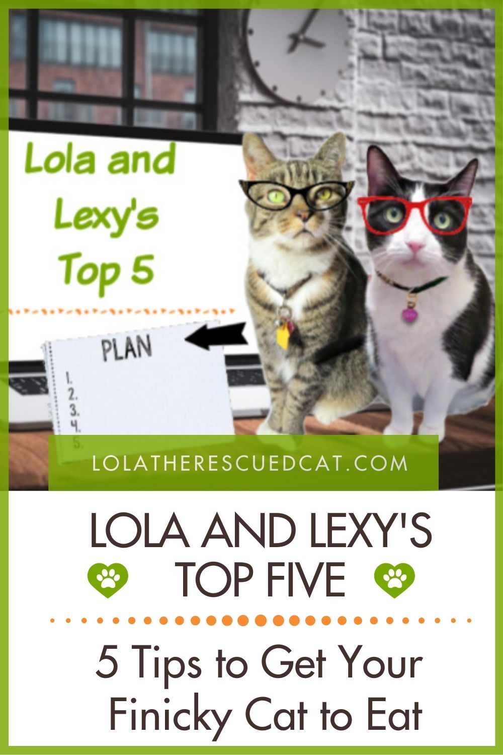 Lola and Lexy’s Top 5 Tips to Get Your Finicky Cat to Eat Lola The