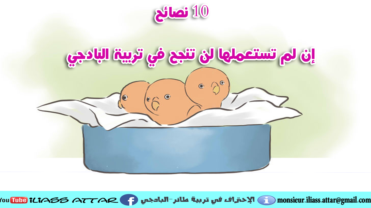 10 نصائح إن لم تستعملها لن تنجح في تربية البادجي 10 نصائح إن لم تستعملها لن تنجح في تربية البادجي