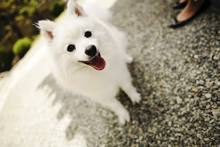 超かわいい 日本スピッツ 犬