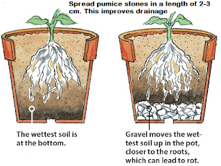 Spread pumice stones in a length of 2-3 cm. This improves drainage