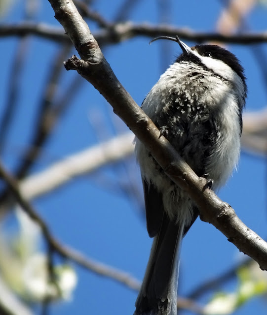The Show and Tell Nature Blog: Regular, and Irregular Birds