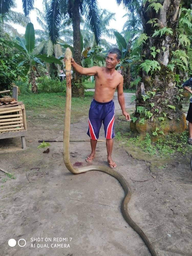 Di Pematang Ibul Rokan Hilir Riau Ular Kobra Sepanjang 4 Meter Masuk Kandang Ayam Milik Sukesi Lentera24 Com Di Pematang Ibul Rokan Hilir Riau Ular Kobra Sepanjang 4 Meter Masuk Kandang Ayam Milik Sukesi Lentera24 Com