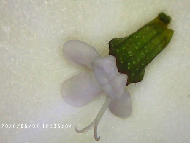 Thyme Plant Closeup