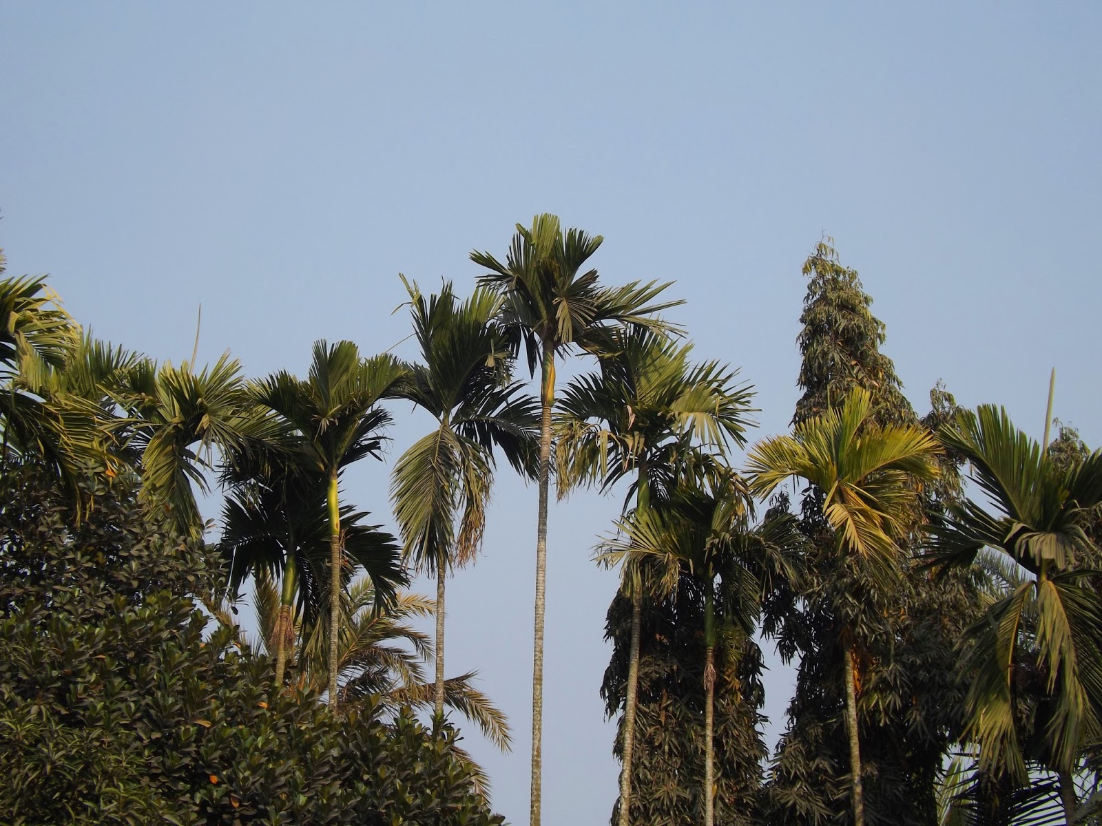Shupari, Betel nut or Areca nut, Areca catechu