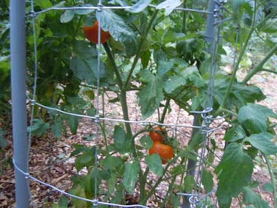 ripe tomatoes on plant