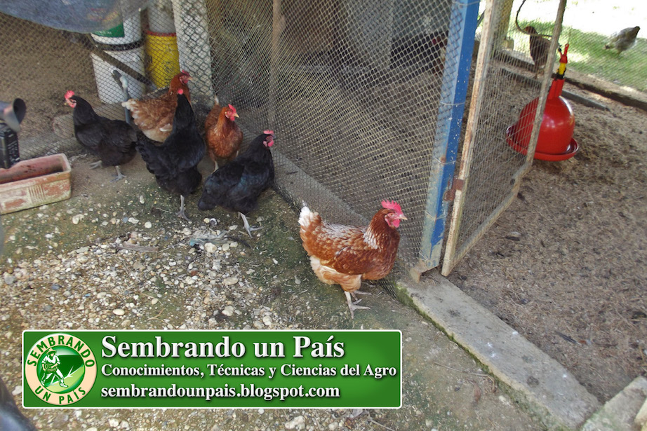 gallinas libres