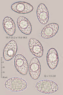 Neottiella albocincta 