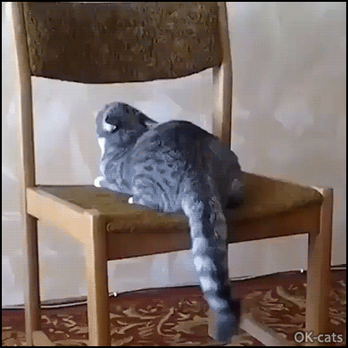 Amazing Cat GIF • "Team USA Olympian right here...ready for the parallel bars."