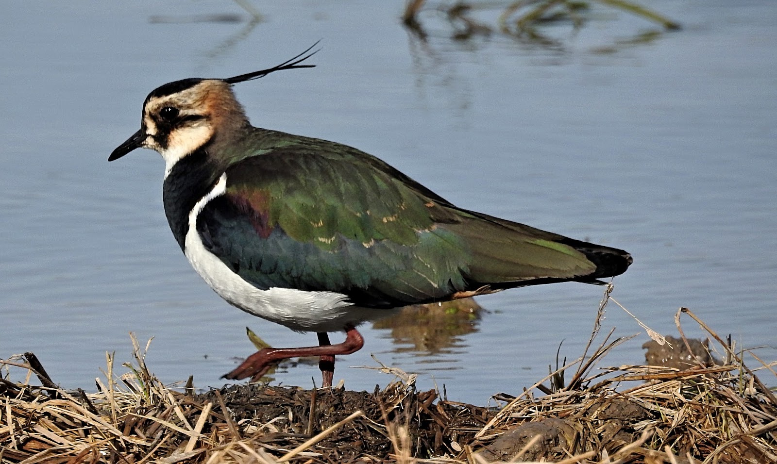 BIRDWALKERMONDAY: 13-12-2017 ALBUFERA, VALENCIA - NORTHERN LAPWING