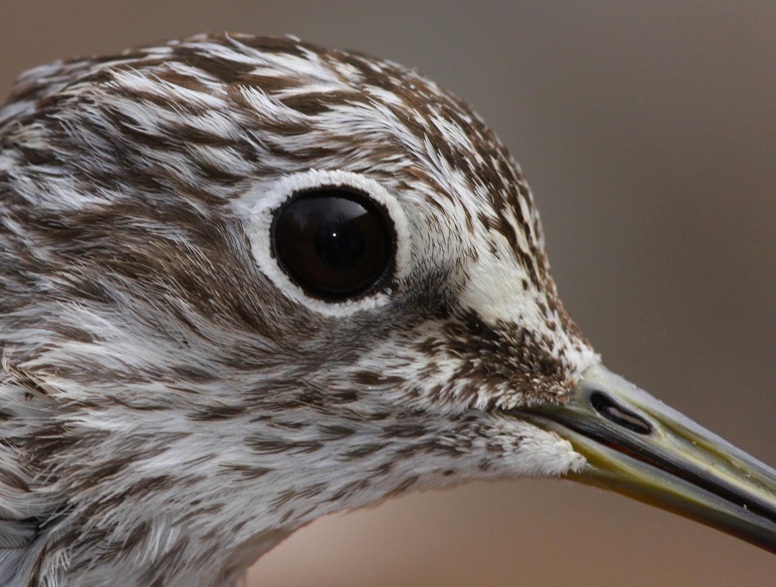 All of Nature: Solitary Sandpiper at Springbrook--Barred Owl Eats Sparrow