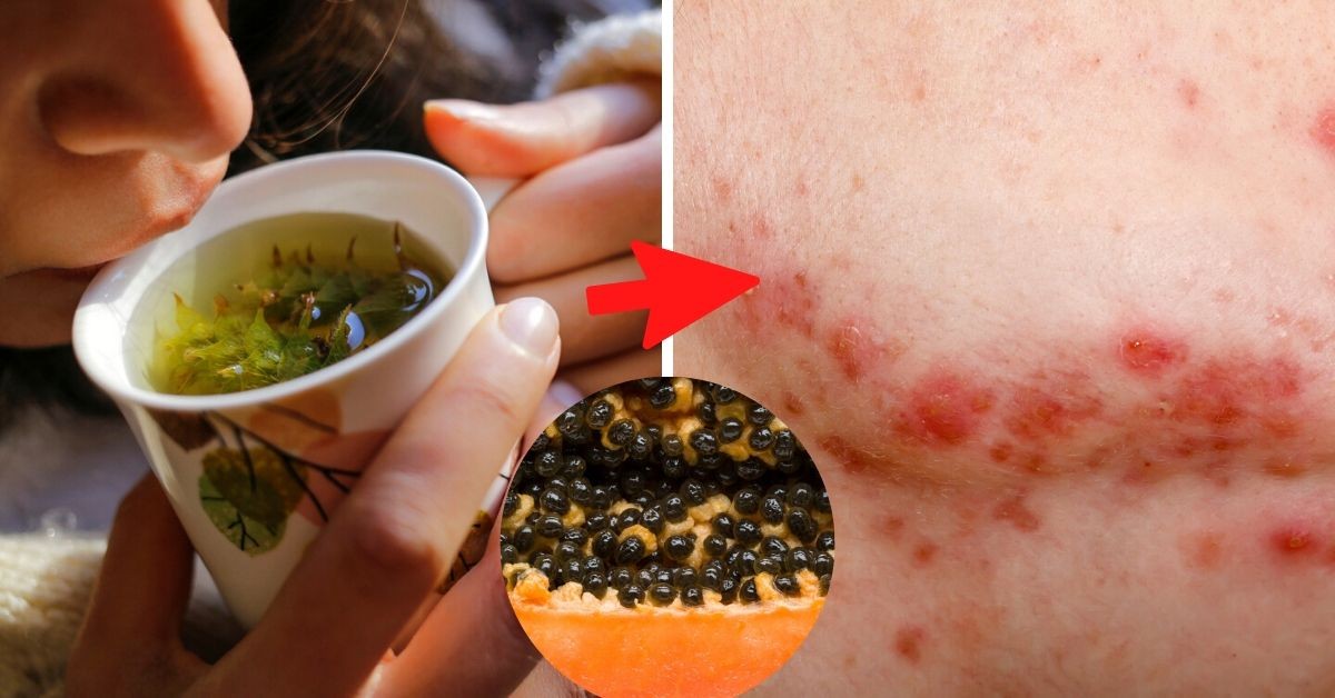 Comment préparer les feuilles d'eucalyptus ?