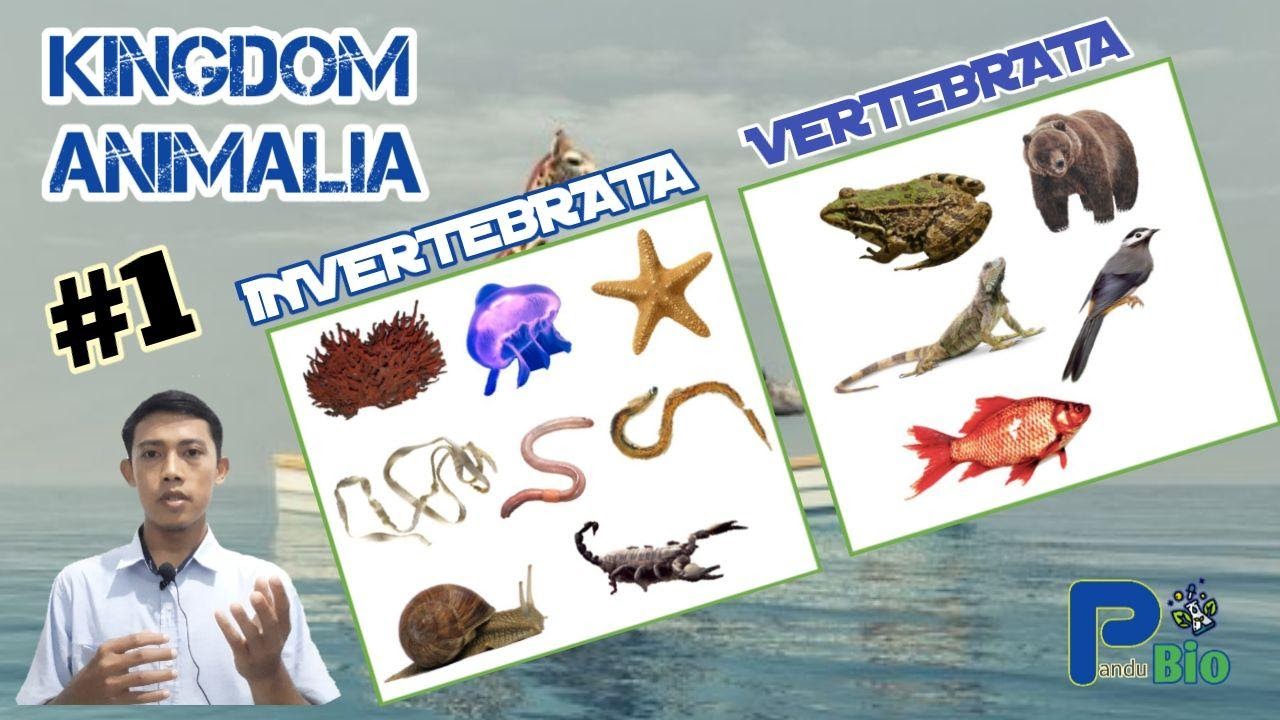 Kingdom Animalia Ciri Karakteristik Dan Klasifikasi Animalia Biologi Kelas 10 Pandubio