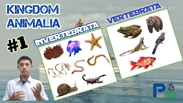 Kingdom Animalia Ciri Karakteristik Dan Klasifikasi Animalia Biologi Kelas 10 Pandubio