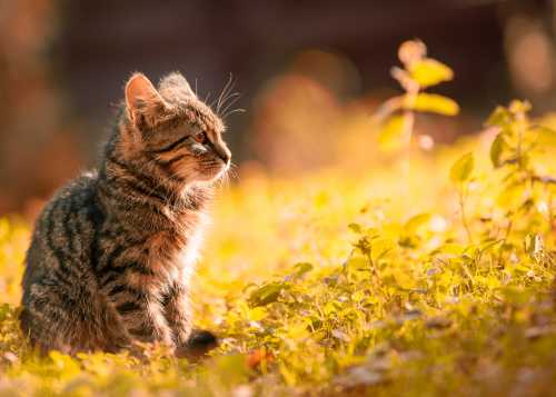 How To Give Your Cat A Bath?