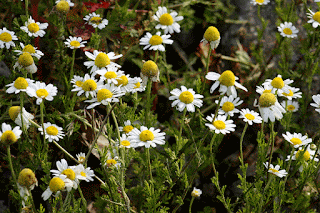 Matricaria chamomilla in flower GIF
