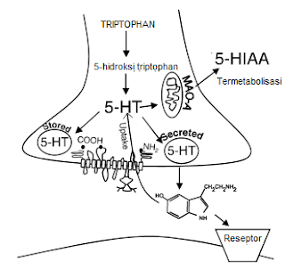 Transfer serotonin antar neuron
