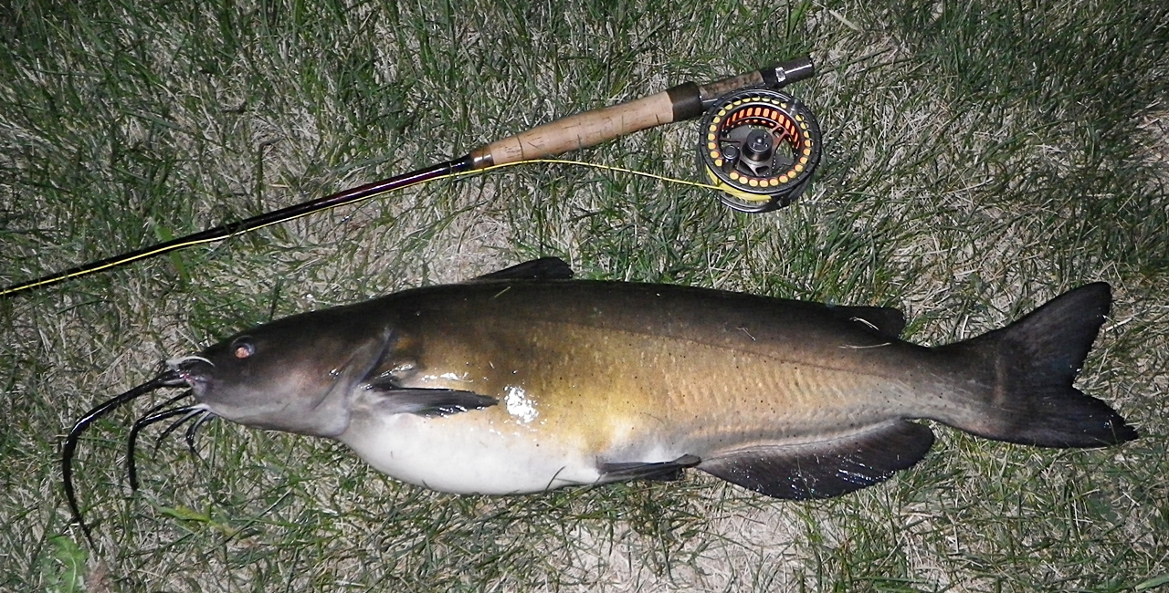 FishnDave Breaded Catfish a la Fly Rod!