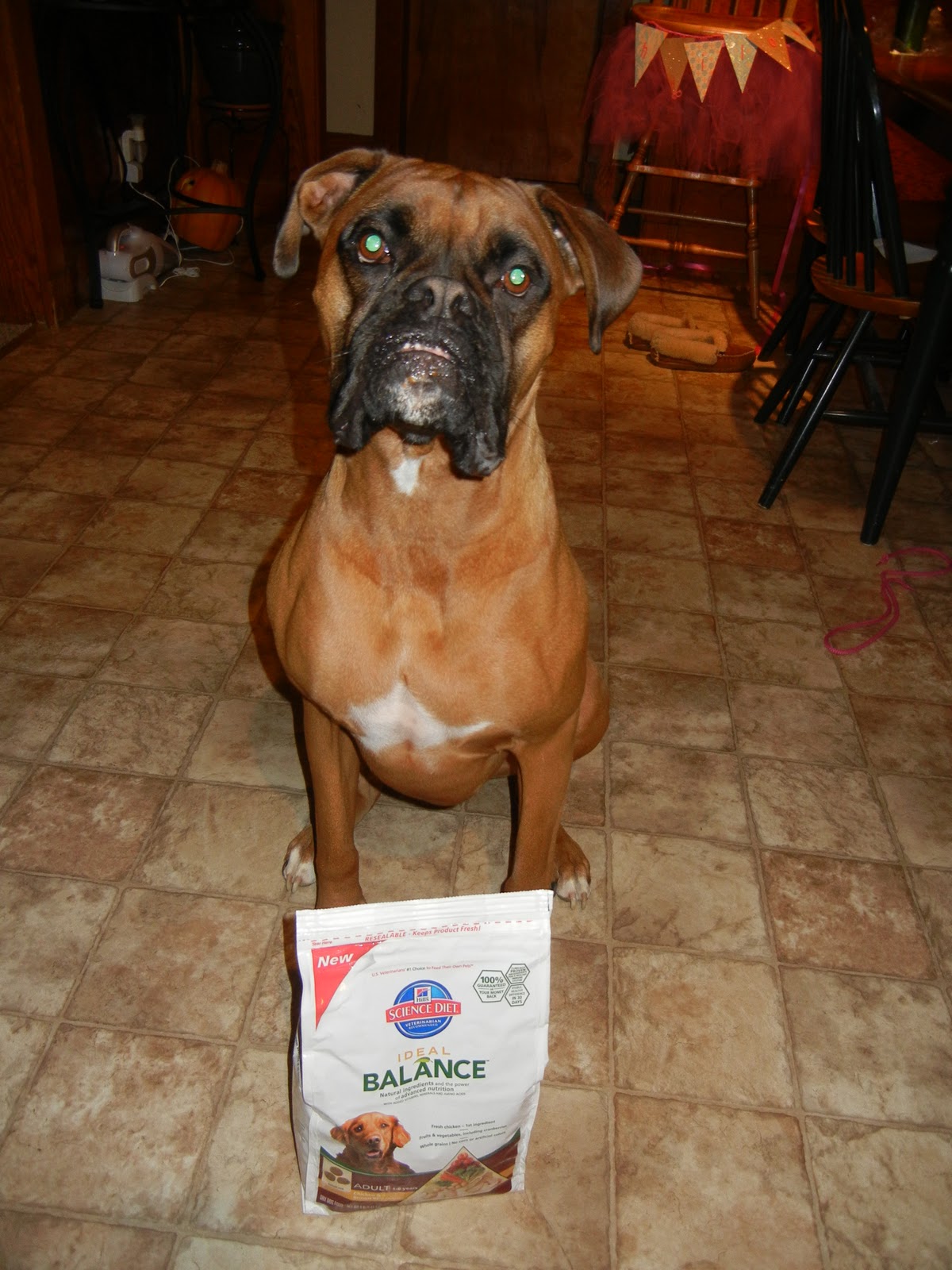 Ideal Balance Dog Food >> Window Shopaholic Hill S Science Diet Ideal Balance Dog Food Ideal Balance Dog Food >> Window Shopaholic Hill S Science Diet Ideal Balance Dog Food