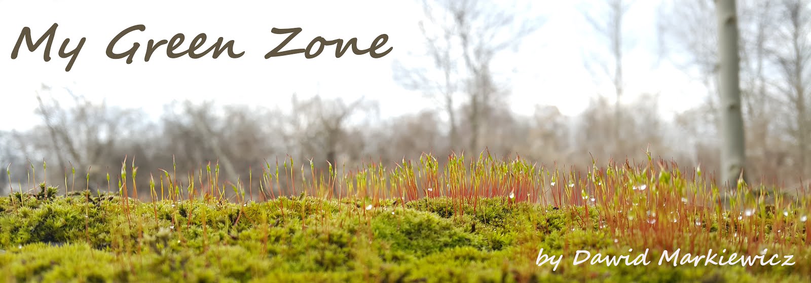 My Green Zone - Bonsai Blog by Dawid Markiewicz