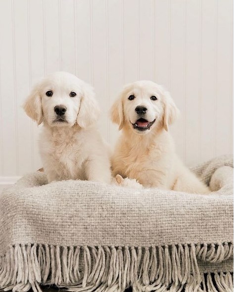 Homemade Cat Posts, Trees, and Houses