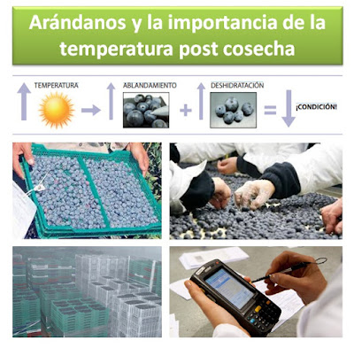 Arandanos-importancia-temperatura-post-cosecha 