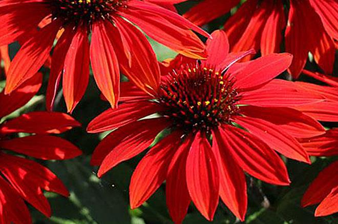 UK Gardening: Echinacea