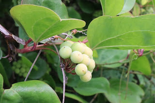 花序:それは何か、種類と部分 - 花序の種類