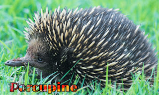 साही जानवर की जानकारी हिन्दी में-Porcupine Animals Information In Hindi