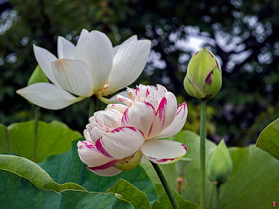 Sacred Lotus flowers: Ofuna Botanical Garden (Kamakura)