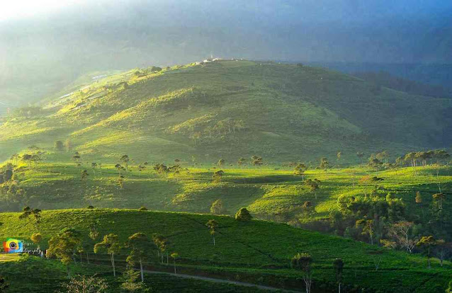 Kebun Teh Kemuning: Lokasi, Rute, dan Harga Tiket Kebun Teh Kemuning: Lokasi, Rute, dan Harga Tiket