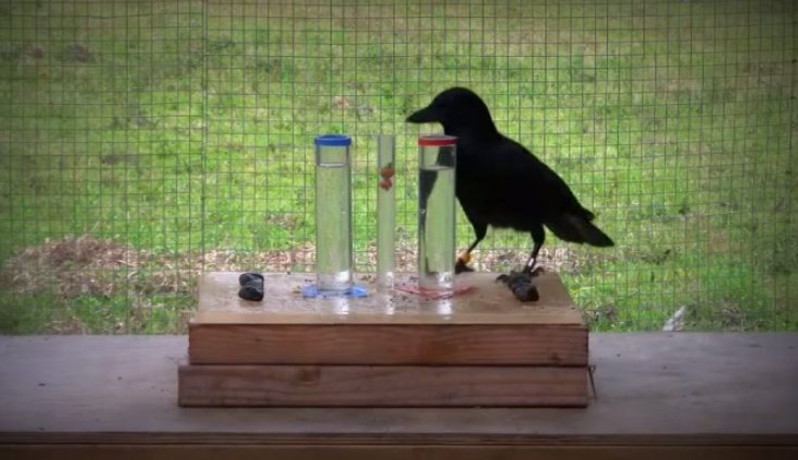 Умные ли вороны. Самая умная птица в мире. Эксперименты с воронами. Вороны самые умные птицы. Эксперимент с вороной.