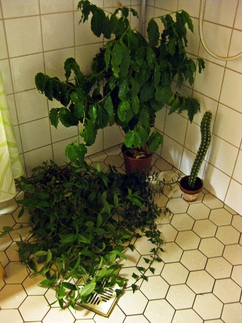 Onshore The easiest way to dust plants