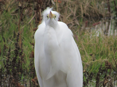 Great Egret