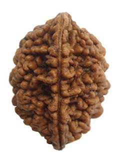 2- Mukhi Rudraksh