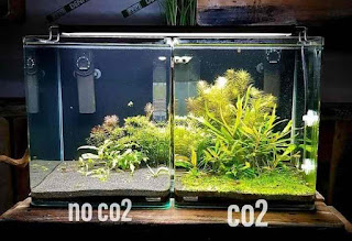 CO2 for aquatic plants, aquatic plant nutrients, maintain aquarium plants