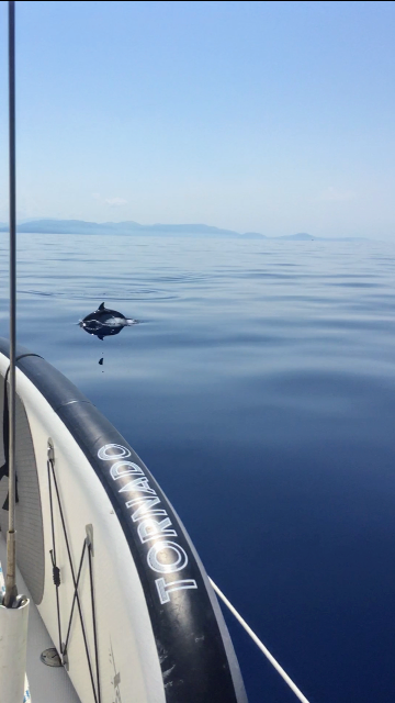 More Yachting - Oh, a dolphin!