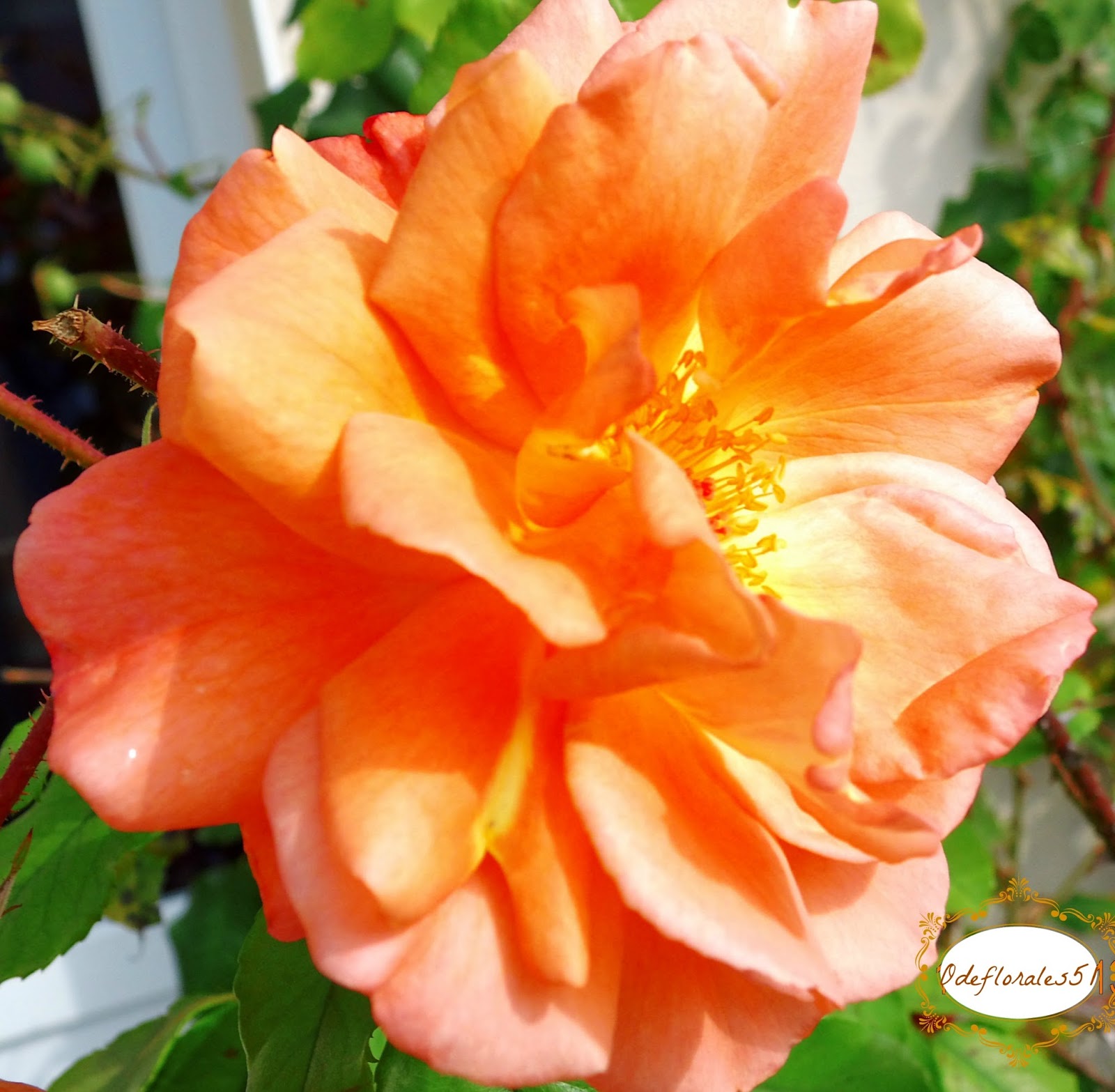 Beautés Florales : ROSES D'AUTOMNE